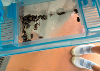 Japanese elementary students collect dangomushi, also known as roly-poly, pill bugs, or sowbugs,...