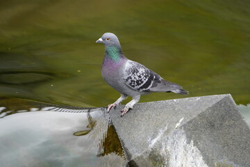 City pigeons drink from the Leine waterfall at the Friederiken Bridge in Hanover, Germany.