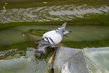 City pigeons drink from the Leine waterfall at the Friederiken Bridge in Hanover, Germany.