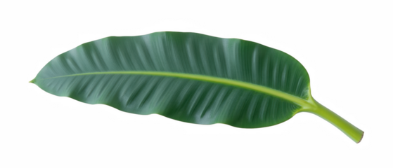 Large green leaf with smooth texture and prominent veins, showcasing natural beauty and freshness. Ideal for botanical themes