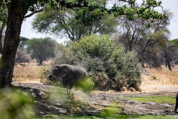 Elefanten im Tarangire Nationalpark