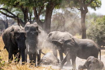 Elefanten im Tarangire Nationalpark