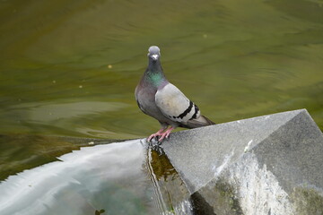 City pigeons drink from the Leine waterfall at the Friederiken Bridge in Hanover, Germany.