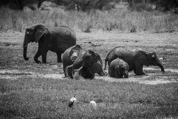 Elefanten im Tarangire Nationalpark
