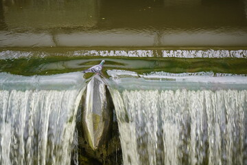 City pigeons drink from the Leine waterfall at the Friederiken Bridge in Hanover, Germany.