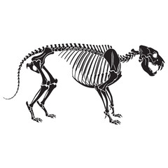 Fototapeta premium Fossil inspiration brought to life – Tiger skeleton silhouette with fine Tiger skeleton vector detail – Tiger skeleton illustration