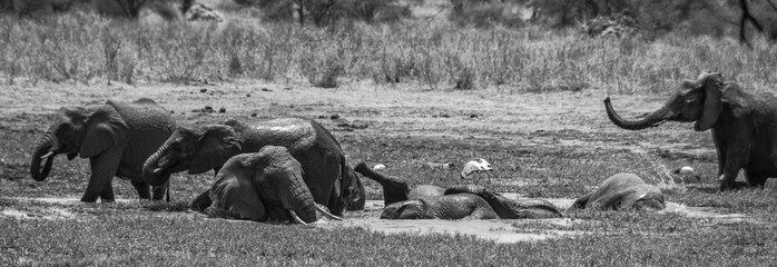 Elefanten im Tarangire Nationalpark