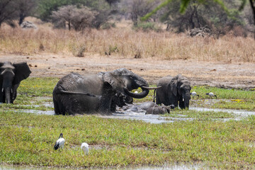 Elefanten im Tarangire Nationalpark