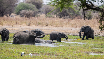 Elefanten im Tarangire Nationalpark