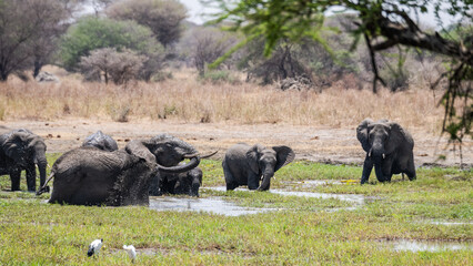 Elefanten im Tarangire Nationalpark