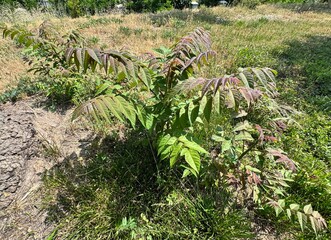 Close-up of Ailanthus altissima sapling fresh leaves. Beautiful smelly tree sapling. Ailanthus...