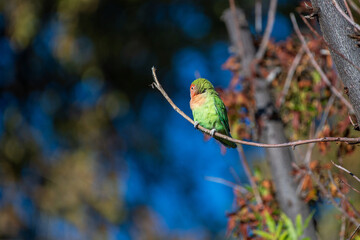 Inséparable posé sur une branche