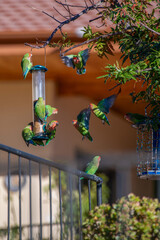 Groupe d'inséparables autour d'une mangeoire dans un jardin en Namibie © PPJ