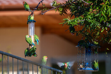 Groupe d'inséparables autour d'une mangeoire dans un jardin en Namibie © PPJ