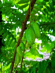 A bunch of bilimbi on a branch