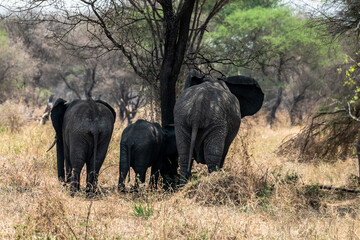 Elefanten im Tarangire Nationalpark
