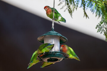 Groupe d'inséparables autour d'une mangeoire dans un jardin en Namibie © PPJ