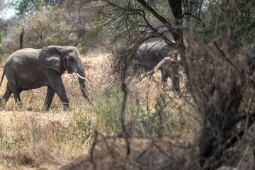 Elefanten im Tarangire Nationalpark