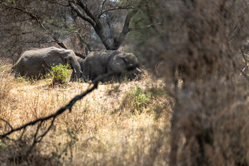 Elefanten im Tarangire Nationalpark