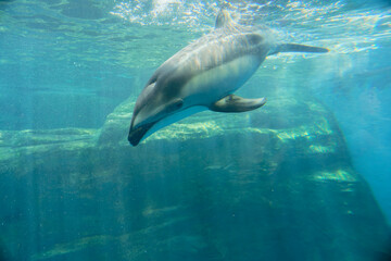 Fototapeta premium dolphin in the water