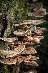 Turkey Tail Mushrooms Growing In The Woods on Tree