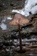 Brown Mushrooms Growing in Nature