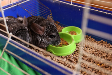 People care for and play with chinchillas.