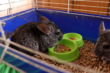 People care for and play with chinchillas.