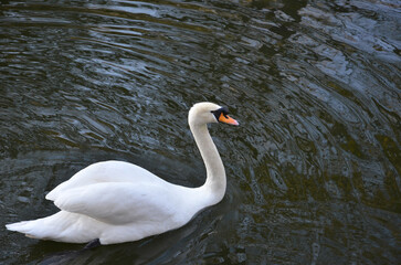 Obraz premium One white mute swan (Cygnus Olor) peacefully floating in the dark water of a pond .Closeup photo outdoors .Nature,fauna, wild swan ,wildlife protection.