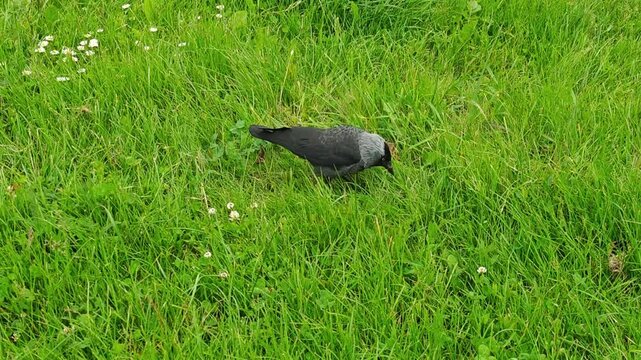 Flock of jackdaws flying over a rural landscape under a cloudy sky. Concept of freedom, connection with nature, and dynamic movement in wildlife.