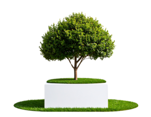  “ Small Tree with Layered Canopy on White Slab and Grass, PNG Isolated