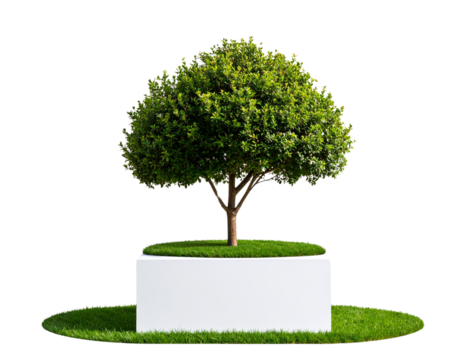  “ Small Tree with Layered Canopy on White Slab and Grass, PNG Isolated