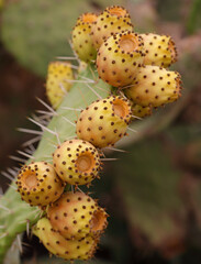 Ripe Prickly pear or paddle cactus and yellow fruit. Cactaceae, Opuntia ficus-indica (botanical) -...