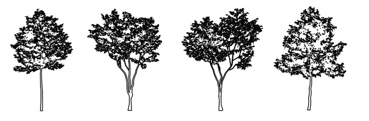 Set or collection of European Beech trees as black line drawing silhouette on white background. Concept or conceptual vector for nature, planet, ecology conservation, strength, endurance and  beauty