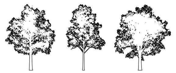Set or collection of Blue Gum trees as a black line drawing silhouette on white background. Concept or conceptual vector for nature, planet, ecology conservation, strength, endurance and  beauty