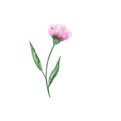 pink flower isolated on white