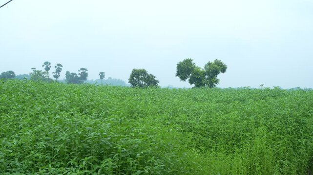 Jute has been cultivated in vast fields.