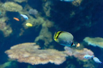 Vagabond butterflyfish (Chaetodon vagabundus)