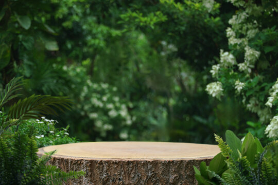 Wood stump podium stand with green tropical forest nature background.natural product pedestal wooden table top display.jungle paradise concept.