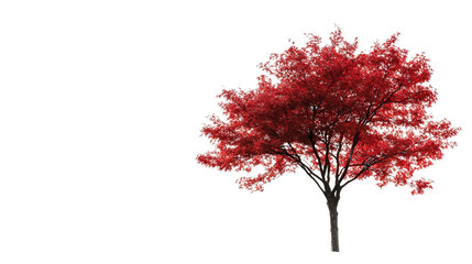 Minimalist Japanese red maple, Transparent background, PNG file