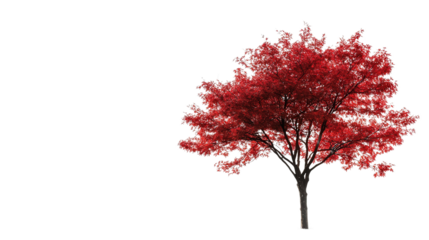Minimalist Japanese red maple, Transparent background, PNG file