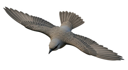 Isolated Flying Bird