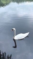 swan on the lake
