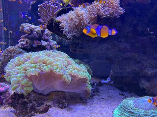 Clownfish and tropical fish swimming around colorful coral reefs in the deep blue ocean, vibrant...