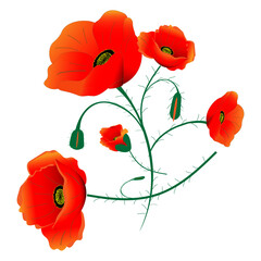 Red flowers - poppies. Vector illustration