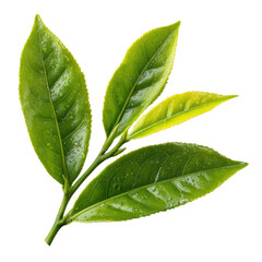 tea leave isolated transparant background