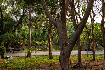 Walk pathway green tree forest city public park