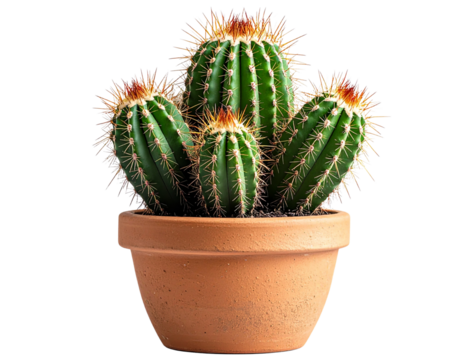 Cactus with Long Arms and Sharp Spines in Desert-Style Clay Pot, isolated on transparent background