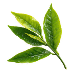 tea leave isolated transparant background
