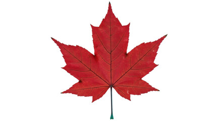 Isolated Red Maple Leaf